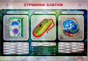 Стенды для кабинета биологии - «globural.ru» - Калуга