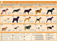 Комплект плакатов "Кинология" - «globural.ru» - Калуга