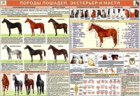 Комплект плакатов "Служебное коневодство" - «globural.ru» - Калуга