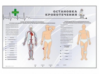 Электрифицированный стенд "Остановка кровотечения" - «globural.ru» - Калуга