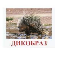 Карточки Домана "Дикие животные-3" - «globural.ru» - Калуга