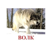 Карточки Домана "Дикие животные-1" - «globural.ru» - Калуга