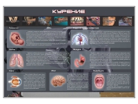 Стенд "Курение" (вариант 1) - «globural.ru» - Калуга