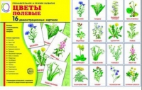 Демонстрационные карточки "Цветы полевые" - «globural.ru» - Калуга