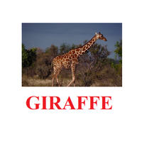 "Wild Animals-1" ("Дикие животные-1") английские карточки Домана - «globural.ru» - Калуга