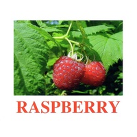 "Berries-1" ("Ягоды-1") английские карточки Домана - «globural.ru» - Калуга