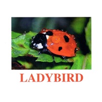 "Insects" ("Насекомые") английские карточки Домана - «globural.ru» - Калуга