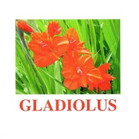 "Flowers-1" ("Цветы-1") английские карточки Домана - «globural.ru» - Калуга