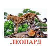 Карточки Домана "Дикие животные-2" - «globural.ru» - Калуга