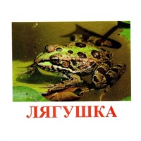 Карточки Домана "Амфибии и рептилии" - «globural.ru» - Калуга