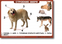 Ознакомление с окружающим миром. 1-4 класс. Комплект таблиц. Наглядные пособия для начальной школы, учебные пособия - «globural.ru» - Калуга