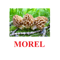"Mushrooms" ("Грибы") английские карточки Домана - «globural.ru» - Калуга