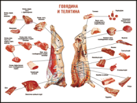 Правила разделки мясных туш "Говядина и телятина" 1000*1400 винил - «globural.ru» - Калуга