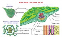 Плакаты и таблицы по биологии - «globural.ru» - Калуга