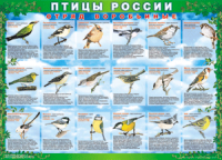 Таблица Птицы России из  4 листов в комплекте 1000*1400 винил	 - «globural.ru» - Калуга