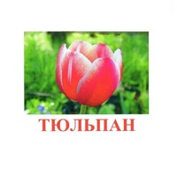 Карточки Домана "Цветы-1" - «globural.ru» - Калуга