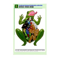 Рельефная таблица "Внутреннее строение лягушки" (формат А1, матовое ламинир.) - «globural.ru» - Калуга