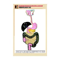 Рельефная таблица "Пищеварительный тракт" (формат А1, матовое ламинир.) - «globural.ru» - Калуга