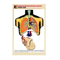 Рельефная таблица "Строение легких" (формат А1, матовое ламинир.) - «globural.ru» - Калуга