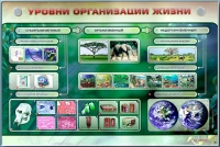 Электрифицированный стенд "Уровни организации жизни" - «globural.ru» - Калуга