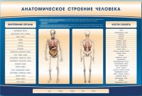 Электрифицированный стенд-тренажер c макетом скелета "Анатомическое строение человека" - «globural.ru» - Калуга