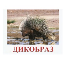 Карточки Домана "Дикие животные-3" - «globural.ru» - Калуга