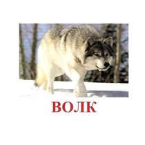 Карточки Домана "Дикие животные-1" - «globural.ru» - Калуга