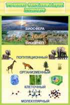 Стенд "Уровни организации живого" - «globural.ru» - Калуга