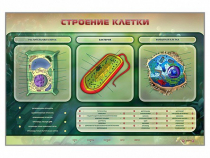 Электрифицированный стенд "Строение клетки" с маркерными полями - «globural.ru» - Калуга