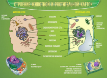 Стенд "Строение животной и растительной клеток" - «globural.ru» - Калуга