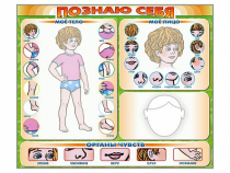Стенд маркерный "Познаю себя" (тело, голова, органы чувств) - «globural.ru» - Калуга