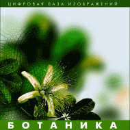 Ботаника. (Цифровая база изображений) - «globural.ru» - Калуга