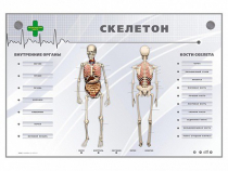 Электрифицированный стенд-тренажер "Скелетон" - «globural.ru» - Калуга