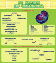 Стенд "От клетки до организма" - «globural.ru» - Калуга