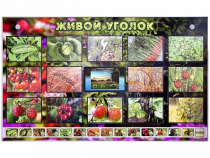 Комплект оборудования "Живой уголок" (растения) с тифлопереводом и сурдокомментариями - «globural.ru» - Калуга