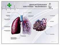 Стенд "Дыхательная система человека" - «globural.ru» - Калуга