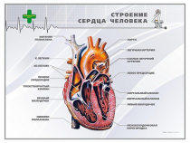 Стенд "Строение сердца человека" - «globural.ru» - Калуга