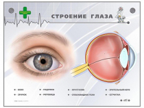 Интерактивный стенд "Строение глаза" - «globural.ru» - Калуга