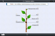 Интерактивные курсы. Биология 6 класс. Расширенный - «globural.ru» - Калуга