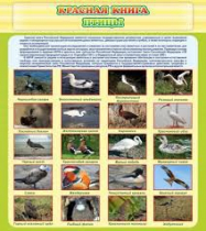 Стенд "Красная книга - птицы" - «globural.ru» - Калуга