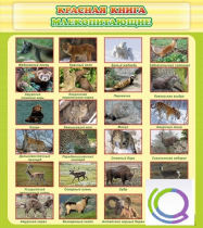 Стенд "Красная книга - млекопитающие" - «globural.ru» - Калуга