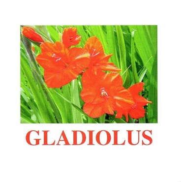 "Flowers-1" ("Цветы-1") английские карточки Домана - «globural.ru» - Калуга