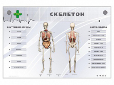 Электрифицированный стенд-тренажер "Скелетон" - «globural.ru» - Калуга
