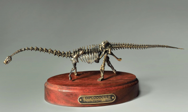 Модель скелета динозавра Diplodocus  (вариант 2) - «globural.ru» - Калуга