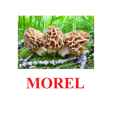 "Mushrooms" ("Грибы") английские карточки Домана - «globural.ru» - Калуга