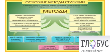 Стенд "Методы селекции и биотехнологии" - «globural.ru» - Калуга