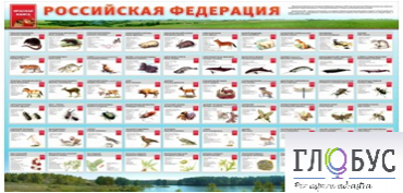 Стенд "Красная книга РФ" - «globural.ru» - Калуга