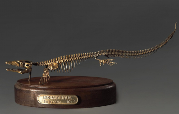 Модель скелета мозазавра Mosasaurus - «globural.ru» - Калуга