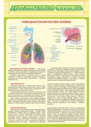 Стенд "Дыхательная система" - «globural.ru» - Калуга